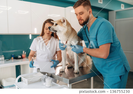In professional doctor's clothes. Veterinarians are with Akita Inu dog in clinic 136755230