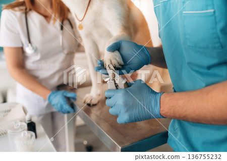 Scissors, using them to cut the nails. Veterinarians are with Akita Inu dog in clinic 136755232
