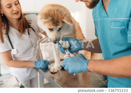 Scissors, using them to cut the nails. Veterinarians are with Akita Inu dog in clinic Scissors, using them to cut the nails. Veterinarians are with Akita Inu dog in clinic 136755233