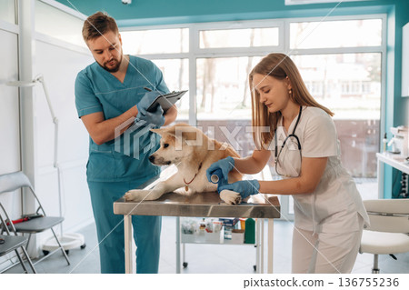 Female doctor is bandaging the paw. Veterinarians are with Akita Inu dog in clinic 136755236
