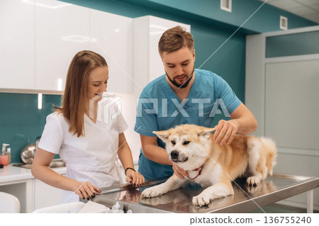 On the table. Veterinarians are with Akita Inu dog in clinic On the table. Veterinarians are with Akita Inu dog in clinic 136755240