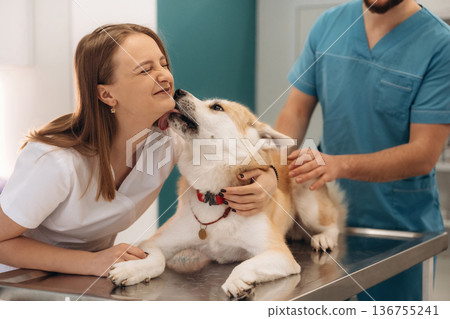 Licking the face of woman. Veterinarians are with Akita Inu dog in clinic 136755241