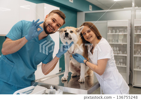 Everything is fine, hands gesture. Veterinarians are with Akita Inu dog in clinic 136755248