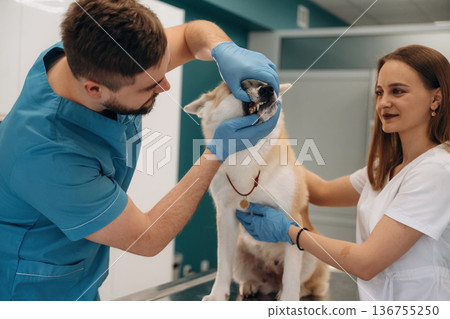 The teeth check. Veterinarians are with Akita Inu dog in clinic The teeth check. Veterinarians are with Akita Inu dog in clinic 136755250