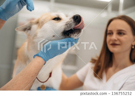 The teeth check. Veterinarians are with Akita Inu dog in clinic The teeth check. Veterinarians are with Akita Inu dog in clinic 136755252