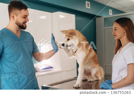High five gesture. Veterinarians are with Akita Inu dog in clinic High five gesture. Veterinarians are with Akita Inu dog in clinic 136755263