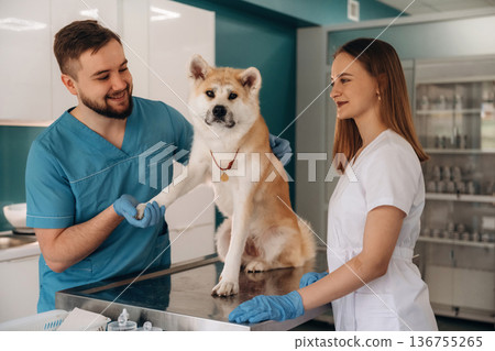 Giving the paw. Veterinarians are with Akita Inu dog in clinic 136755265