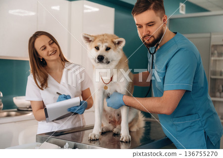Using stethoscope, listening. Veterinarians are with Akita Inu dog in clinic Using stethoscope, listening. Veterinarians are with Akita Inu dog in clinic 136755270