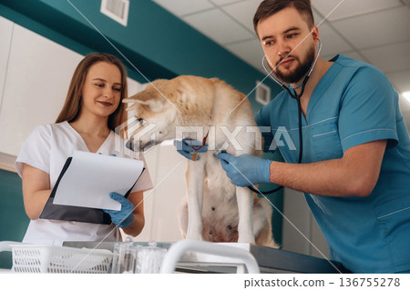 Making notes in document. Veterinarians are with Akita Inu dog in clinic 136755278