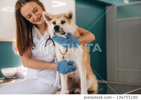 Smiling, cheerful facial expression. Female veterinarian is with Akita Inu dog in clinic Smiling, cheerful facial expression. Female veterinarian is with Akita Inu dog in clinic 136755280