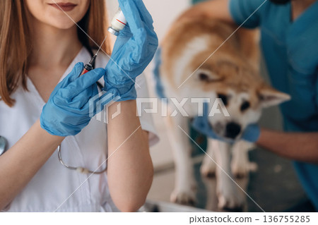 Syringe and medicine, vaccination. Veterinarians are with Akita Inu dog in clinic Syringe and medicine, vaccination. Veterinarians are with Akita Inu dog in clinic 136755285
