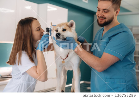 Ear checking. Veterinarians are with Akita Inu dog in clinic Ear checking. Veterinarians are with Akita Inu dog in clinic 136755289