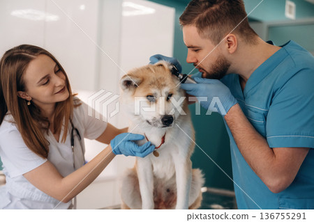 Ear checking. Veterinarians are with Akita Inu dog in clinic Ear checking. Veterinarians are with Akita Inu dog in clinic 136755291