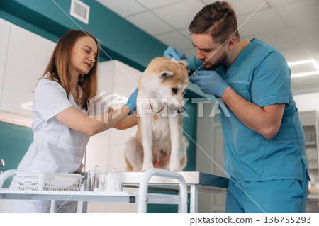 Ear checking. Veterinarians are with Akita Inu dog in clinic Ear checking. Veterinarians are with Akita Inu dog in clinic 136755293