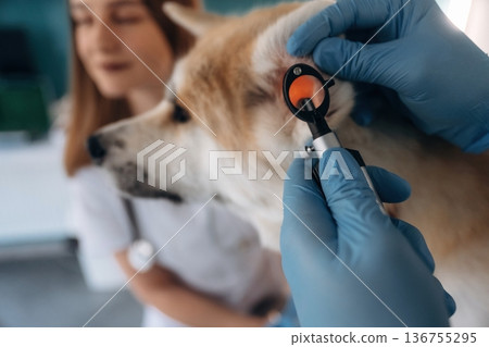 Equipment for ear checking. Veterinarians are with Akita Inu dog in clinic Equipment for ear checking. Veterinarians are with Akita Inu dog in clinic 136755295