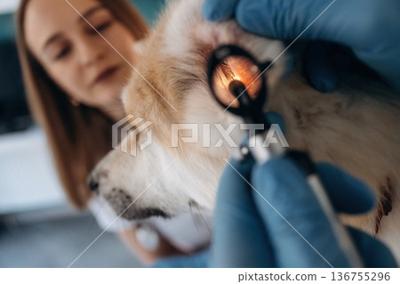 Equipment for ear checking. Veterinarians are with Akita Inu dog in clinic Equipment for ear checking. Veterinarians are with Akita Inu dog in clinic 136755296
