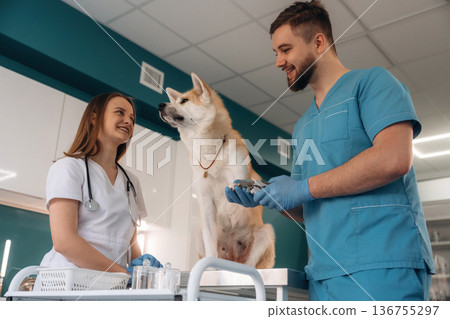 Nails are being cutting. Veterinarians are with Akita Inu dog in clinic 136755297