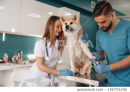 Nails are being cutting. Veterinarians are with Akita Inu dog in clinic 136755298