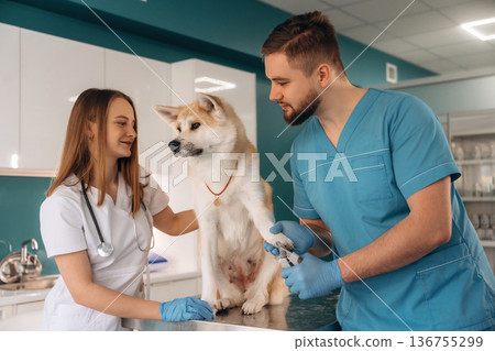 Nails are being cutting. Veterinarians are with Akita Inu dog in clinic 136755299