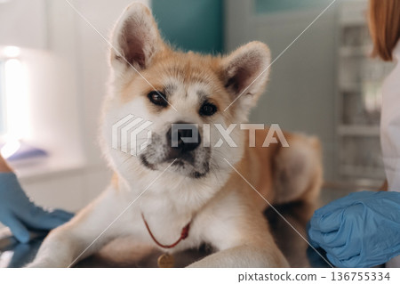 Close up view of animal. Male veterinarian is with Akita Inu dog in clinic Close up view of animal. Male veterinarian is with Akita Inu dog in clinic 136755334