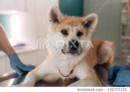 Close up view of animal. Male veterinarian is with Akita Inu dog in clinic 136755335