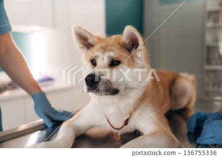 Close up view of animal. Male veterinarian is with Akita Inu dog in clinic 136755336