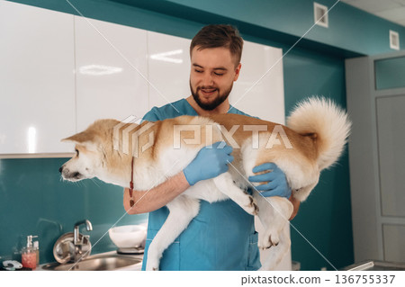 Male veterinarian is with Akita Inu dog in clinic 136755337