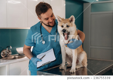 Holding notepad. Male veterinarian is with Akita Inu dog in clinic 136755339