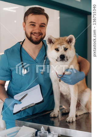 Looking at the camera. Male veterinarian is with Akita Inu dog in clinic Looking at the camera. Male veterinarian is with Akita Inu dog in clinic 136755340