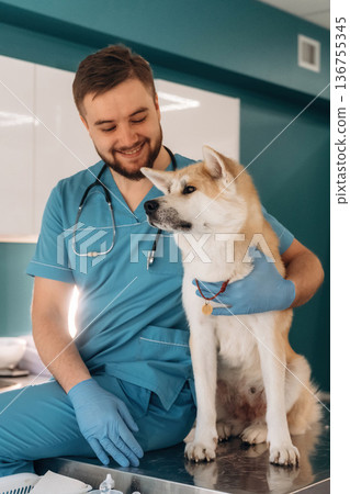 Sitting and smiling. Male veterinarian is with Akita Inu dog in clinic 136755345