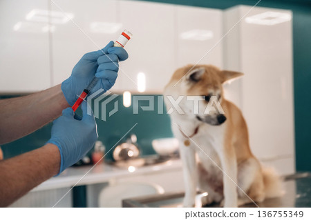 Vaccination conception. Male veterinarian is with Akita Inu dog in clinic Vaccination conception. Male veterinarian is with Akita Inu dog in clinic 136755349