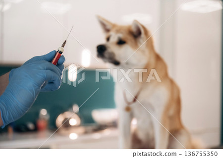 Vaccination conception. Male veterinarian is with Akita Inu dog in clinic Vaccination conception. Male veterinarian is with Akita Inu dog in clinic 136755350