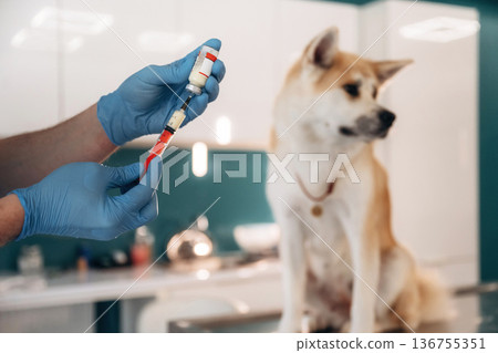 Vaccination conception. Male veterinarian is with Akita Inu dog in clinic Vaccination conception. Male veterinarian is with Akita Inu dog in clinic 136755351