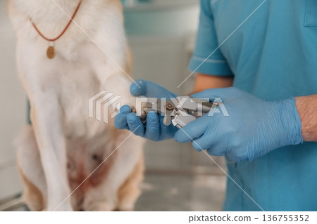 Cutting the nails. Male veterinarian is with Akita Inu dog in clinic Cutting the nails. Male veterinarian is with Akita Inu dog in clinic 136755352