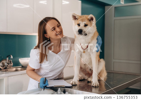 Smiling, cheerful facial expression. Female veterinarian is with Akita Inu dog in clinic 136755353