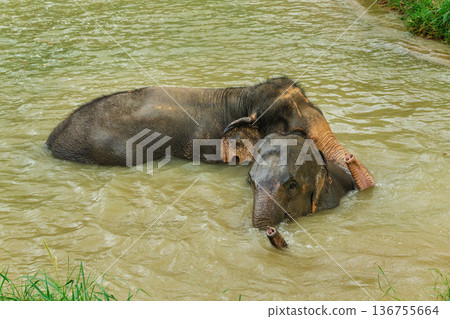 Two Asian elephants relaxing and bathing in a muddy river in Thailand, gentle interaction with raised trunks in a calm tropical natural setting Two Asian elephants relaxing and bathing in a muddy river in Thailand, gentle interaction with raised trunks in a calm tropical natural setting 136755664