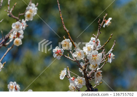 潔白的李枝和花苞在綠色的背景下顯得格外挺拔。 136755702