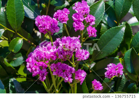 Purple statice growing in clusters surrounded by deep green leaves Purple statice growing in clusters surrounded by deep green leaves 136755715