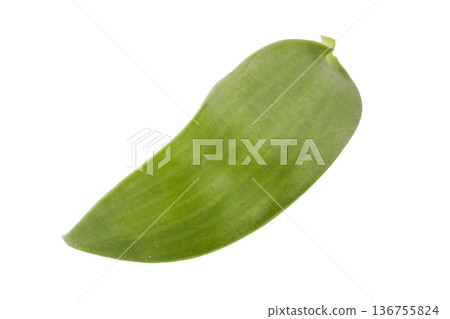 leaves of vanilla orchid plant isolated on a white background 136755824