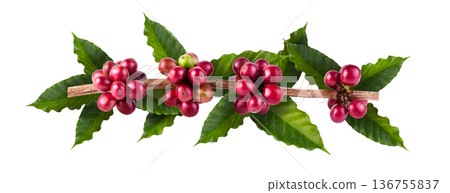 Fresh Arabica Coffee beans ripening isolated on a white background. Fresh Arabica Coffee beans ripening isolated on a white background. 136755837
