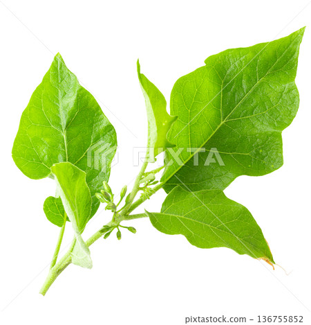 Pea Eggplants or turkey berry isolated over white background Pea Eggplants or turkey berry isolated over white background 136755852