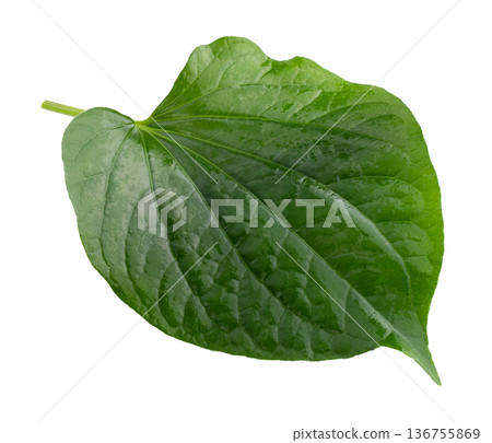 Green leaves isolated on a white background. Green leaves isolated on a white background. 136755869
