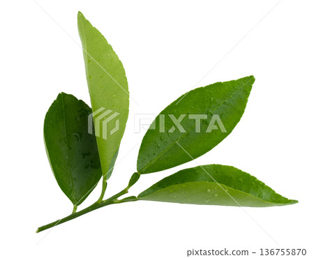 Citrus leaves isolated on a white background. Citrus leaves isolated on a white background. 136755870