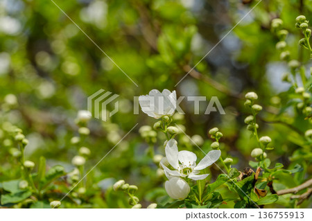 日本百合嬌嫩的花朵在翠綠的植物叢中綻放。 136755913