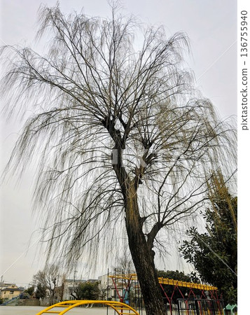 學校操場上有一棵大柳樹。 136755940