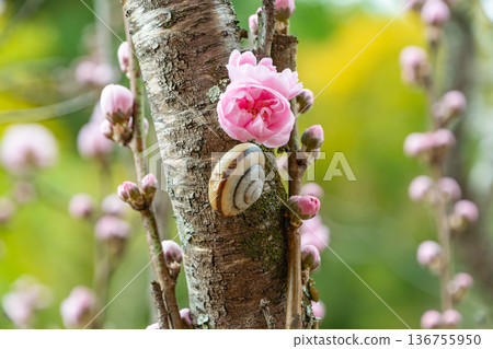 A snail slowly walks along the trunk of a blossoming peach tree A snail slowly walks along the trunk of a blossoming peach tree 136755950