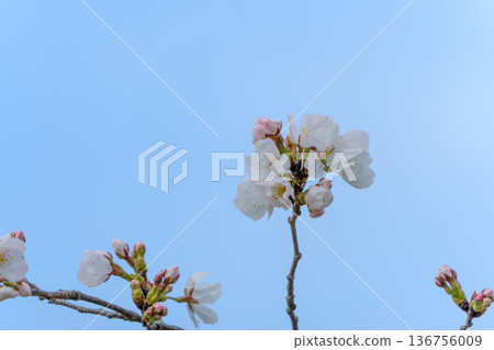染井吉野櫻花在湛藍的天空下熠熠生輝 染井吉野櫻花在湛藍的天空下熠熠生輝 136756009