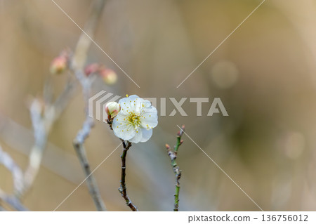 早春陽光下，一朵潔白的梅花盛開 136756012
