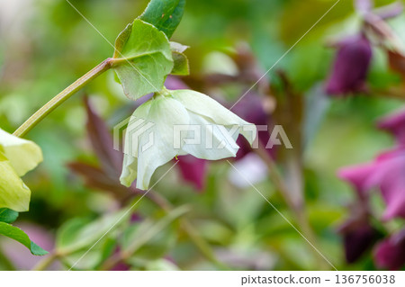 一朵純白的聖誕玫瑰低垂著頭，靜靜綻放。 136756038