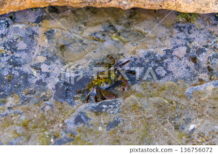 色彩繽紛的岩蟹藏身於岩石潮池中 136756072